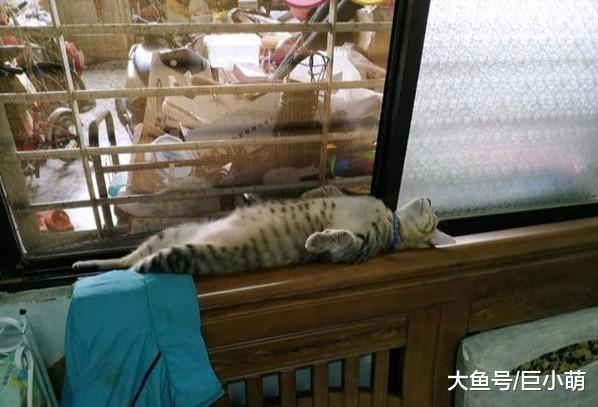 一条猫躺在单人木床上，一脸惬意地露出肚子，暗示主人快来撸