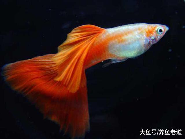 我養的孔雀魚為什么半個月就死了，原因就是以下問題！