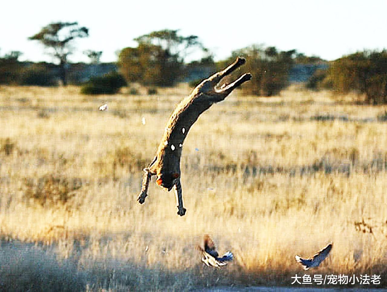 欧洲人带来1只“猛兽”，1年能吃10亿只动物，澳洲人差点疯掉！
