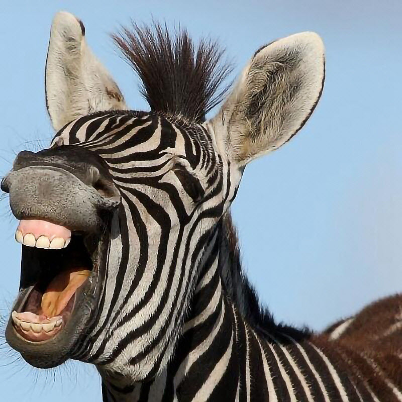 惊险！动物园刚出生的小斑马掉入水坑，饲养员冒死拯救，母斑马的行为让人吃惊