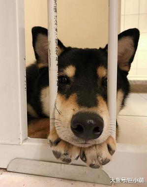 狗狗深夜等主人回家，探出半个头盯着，铲屎的你回来啦
