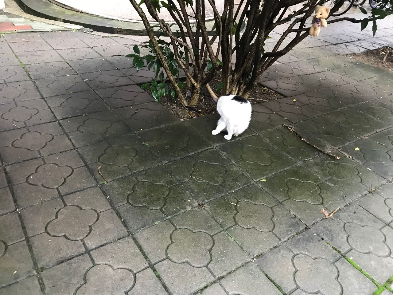 家里两只猫，好像在比赛谁比较干净，都在疯狂舔毛