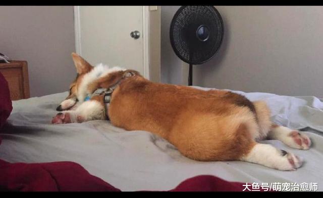 柯基趴在主人床上睡觉，四只脚都伸直着，这是传说中的“飞基”？