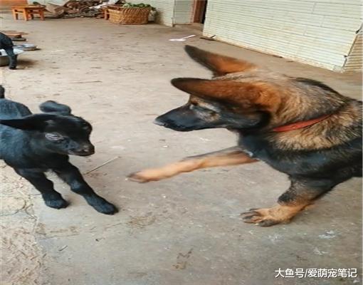 德牧当上了“教官”，结果却被小羊抢走风头，果然初生羊群不怕犬