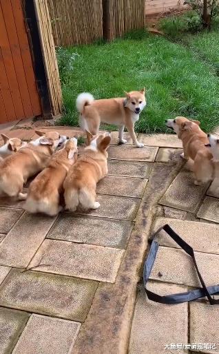 网友养了只柴犬，结果误入“鸡圈”后被碾压，汪：羡慕我腿长吗？