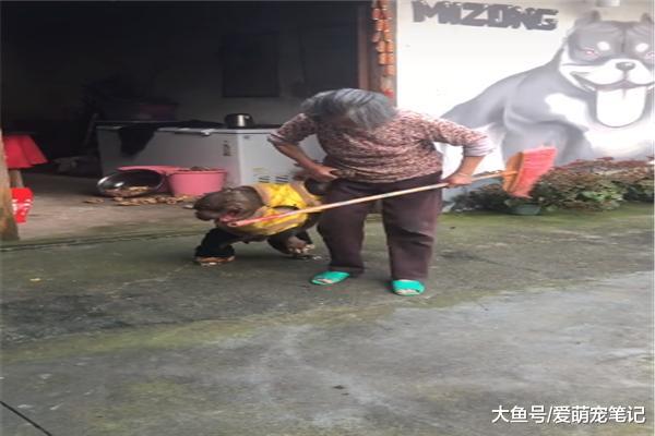 恶霸犬惹祸，奶奶拿起扫帚就开始教育，黄马卦依然挡不住太后制裁
