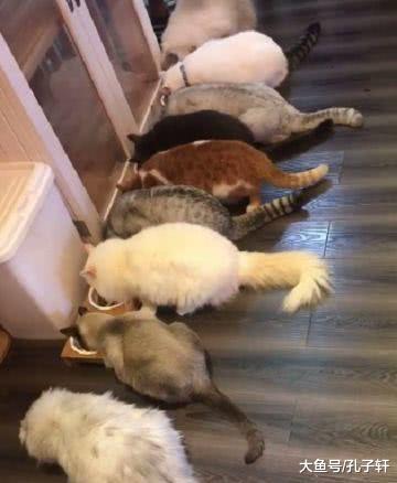 橘猫暗算小伙伴，连踢两脚还嫁祸他人，网友大呼：心机猫