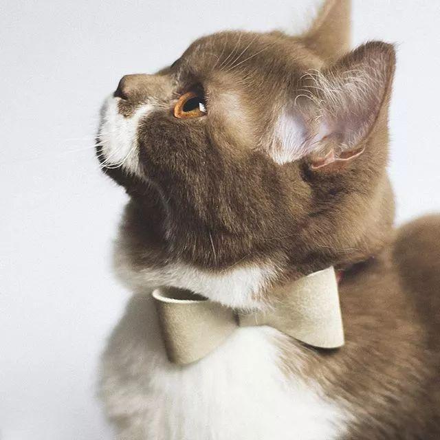 這只拿鐵配色的貓，會讓你引起極度舒適！| 顏值俱樂部