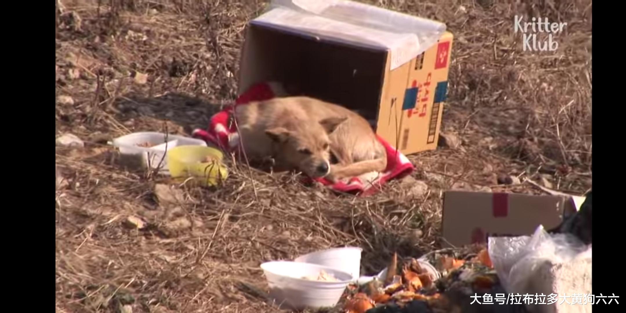 怀孕狗狗惨遭主人丢弃垃圾堆，寒冬腊月最终没能保住自己的孩子