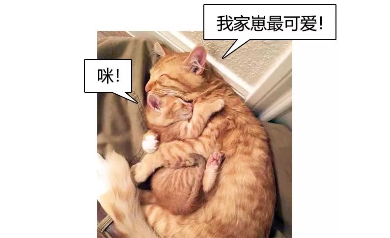 明明是我猫生的崽！怎么长得像隔壁老王的娃？