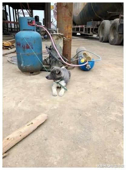 男子花200元买了一只土狗，带回去后，朋友一看直呼赚大了