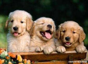 “暖男”金毛犬能活多长时间，那就要看主人是怎么养的