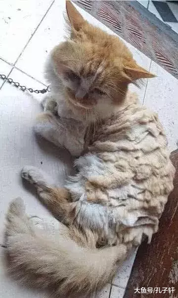 女孩不顾橘猫反对强行理发，10分钟后，橘猫：你是“魔鬼”吗！