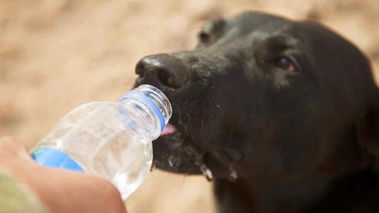 狗狗用的水碗，隐藏着你意想不到的病菌！