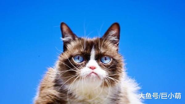 世界级网红臭脸猫病逝，离开时仅7岁，曾用表情逗乐上百万人