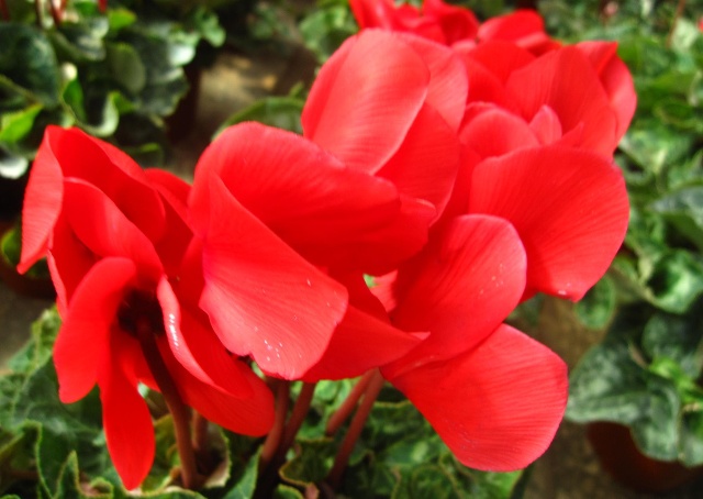 养殖仙客来的注意事项有哪些，这里知道来看看吧