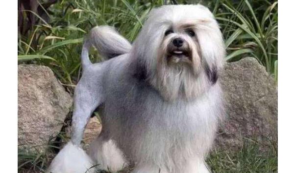 世界十大最贵的狗排行榜！罗秦犬排第一，价值4.8万元