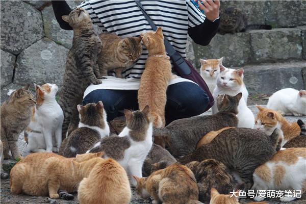 号称有三百只喵的撸猫圣地，虽名不副实，但是猫咪依然多到随便抱