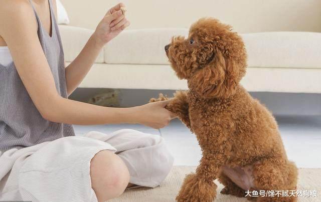 泰迪挑食怎么办？5大解决办法