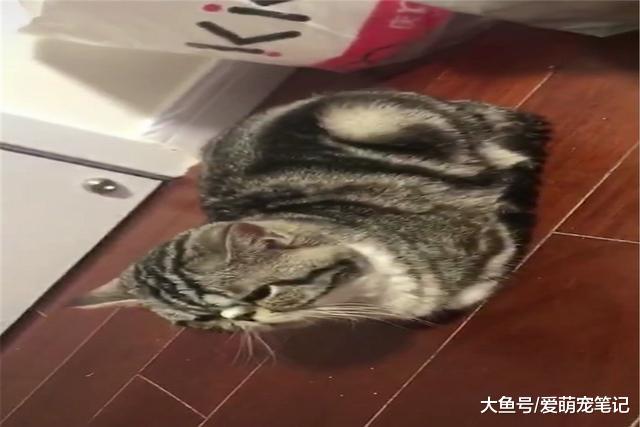 加菲猫每次闯祸都藏在床下，主人一找一个准，猫：我不要面子的吗