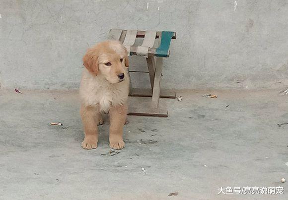 金毛寻到有缘人了，网友在集市上一眼就相中了它，看对眼了