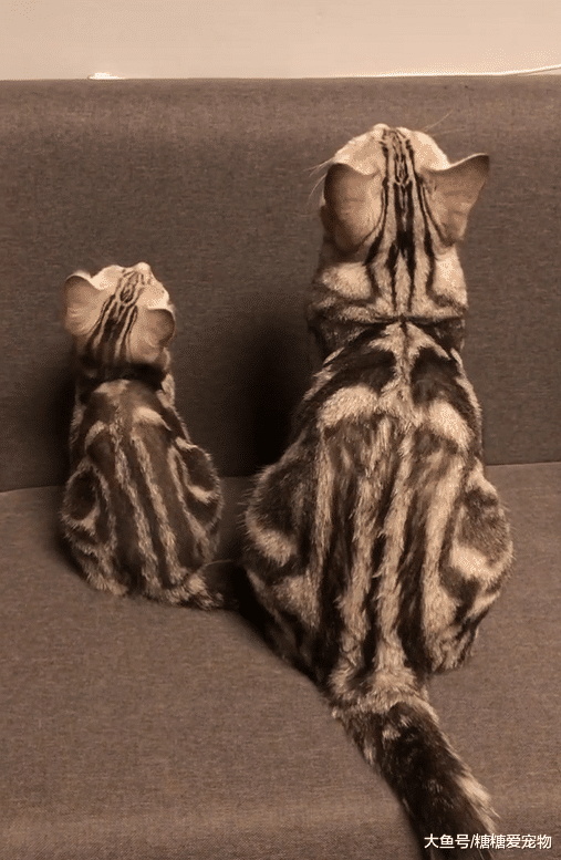 猫咪们默契瞬间，小猫和妈妈动作神同步，主人：你们到底在看啥？