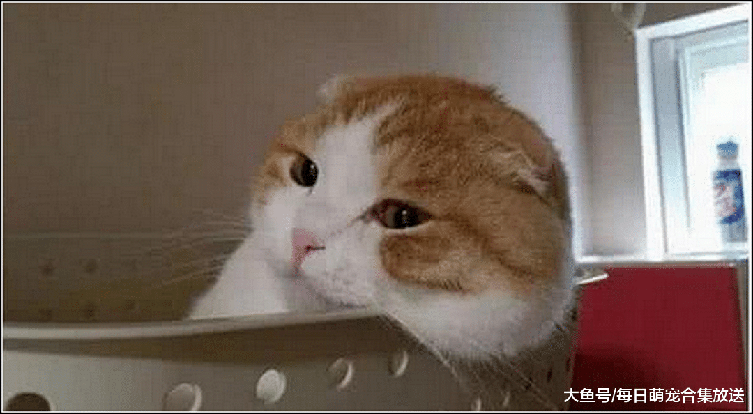 猫咪趴在盆里睡觉，女主拿手机准备拍照，下一秒瞬间被萌化了