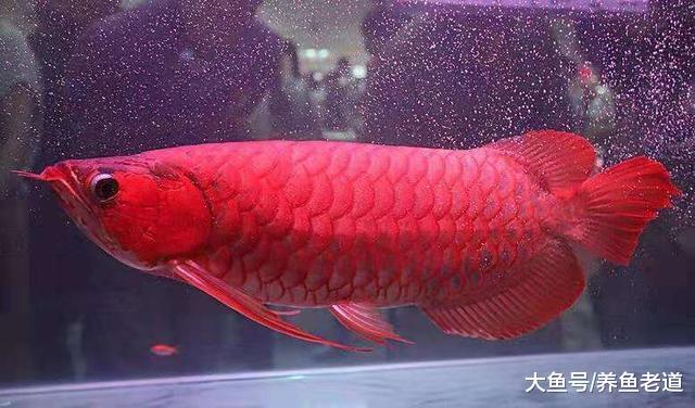 春節期間，觀賞魚唯一的福利可能就是不用再吃藥了！