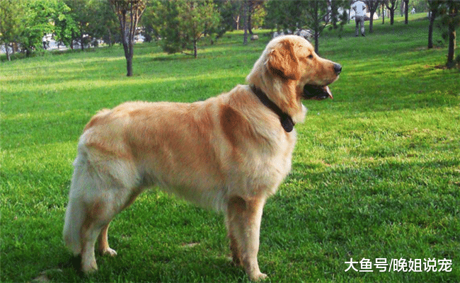 想让金毛活得更长久, 就不要给它吃下面6种食物, 不然你会害了它