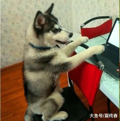 主人打完游戏去厕所，哈士奇趁机玩起游戏，这是一只出了师的二哈