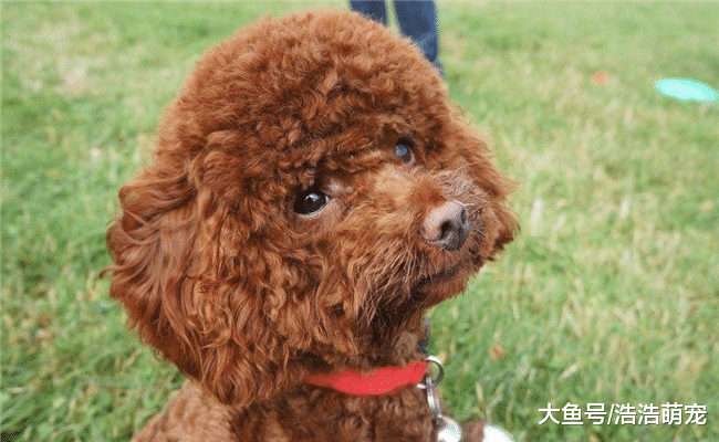 5种高智商的狗狗, 19年想养狗, 就选一只吧! 绝对让你满意