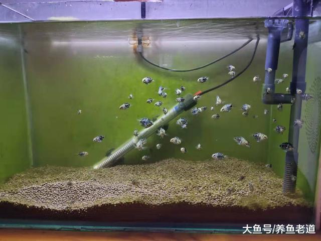 如何避免观赏鱼总是不断的繁殖和打斗，有没有什么有效的方法？