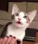 猫猫张大嘴巴是吃惊了？揭秘掩藏在猫嘴里的黑科技