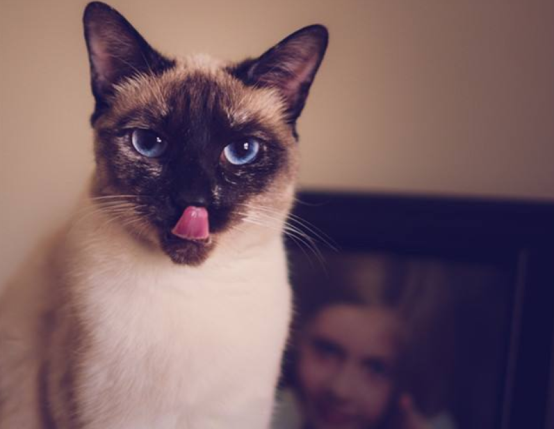 曾经皇家贵族猫，现被嫌挖煤的——“猫中之犬”暹罗猫：宝宝心里苦啊