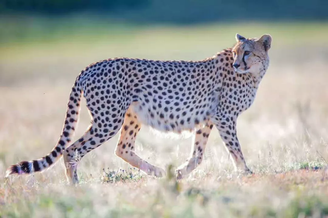 遇肯尼亚（三）难以描述的神奇