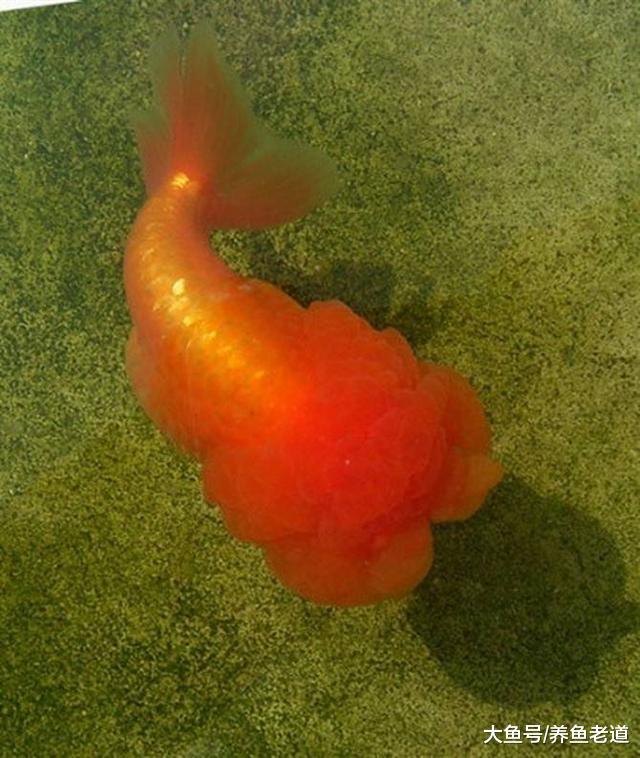 冬天不用加温的观赏鱼，都有哪些品种，所有的热带鱼都要加温吗？