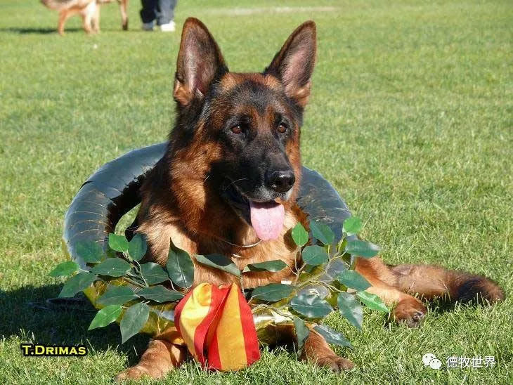 德牧传奇 狼王VA1威嘎斯VA1 Vegas du Haut Mansard