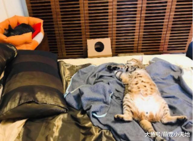 霸氣胖貓四肢朝天躺沙發，各種照片讓奴才不忍直視：我養了啥？