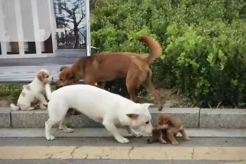 浙传校园内多只亲人的小奶狗被残忍打死，愤怒学生们要求彻查凶手