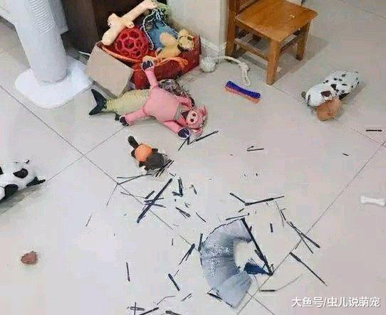 拆家從來都不是二哈的“專利”，柴犬拆家不比二哈差