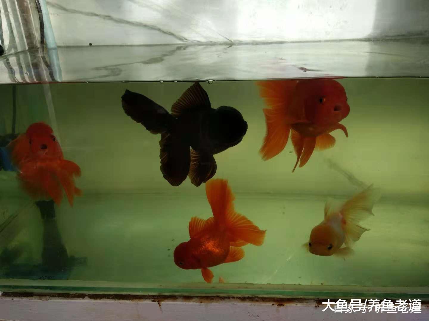金鱼的尾巴发生溃烂现象, 消炎后多久才可以长好?
