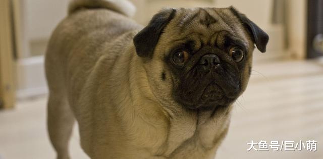 都说狗狗是有感情的，那它伤心会哭吗？狗狗流泪的真实原因