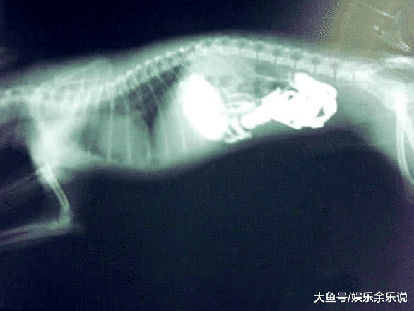 狗狗最近精神萎靡，带去医院检查，胃里东西取出后，当场脸红