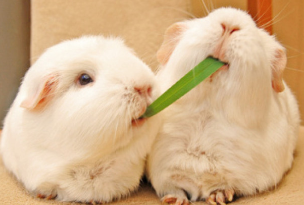 宠物都喜欢咬东西，兔子也不例外，那么你知道该怎么办吗？