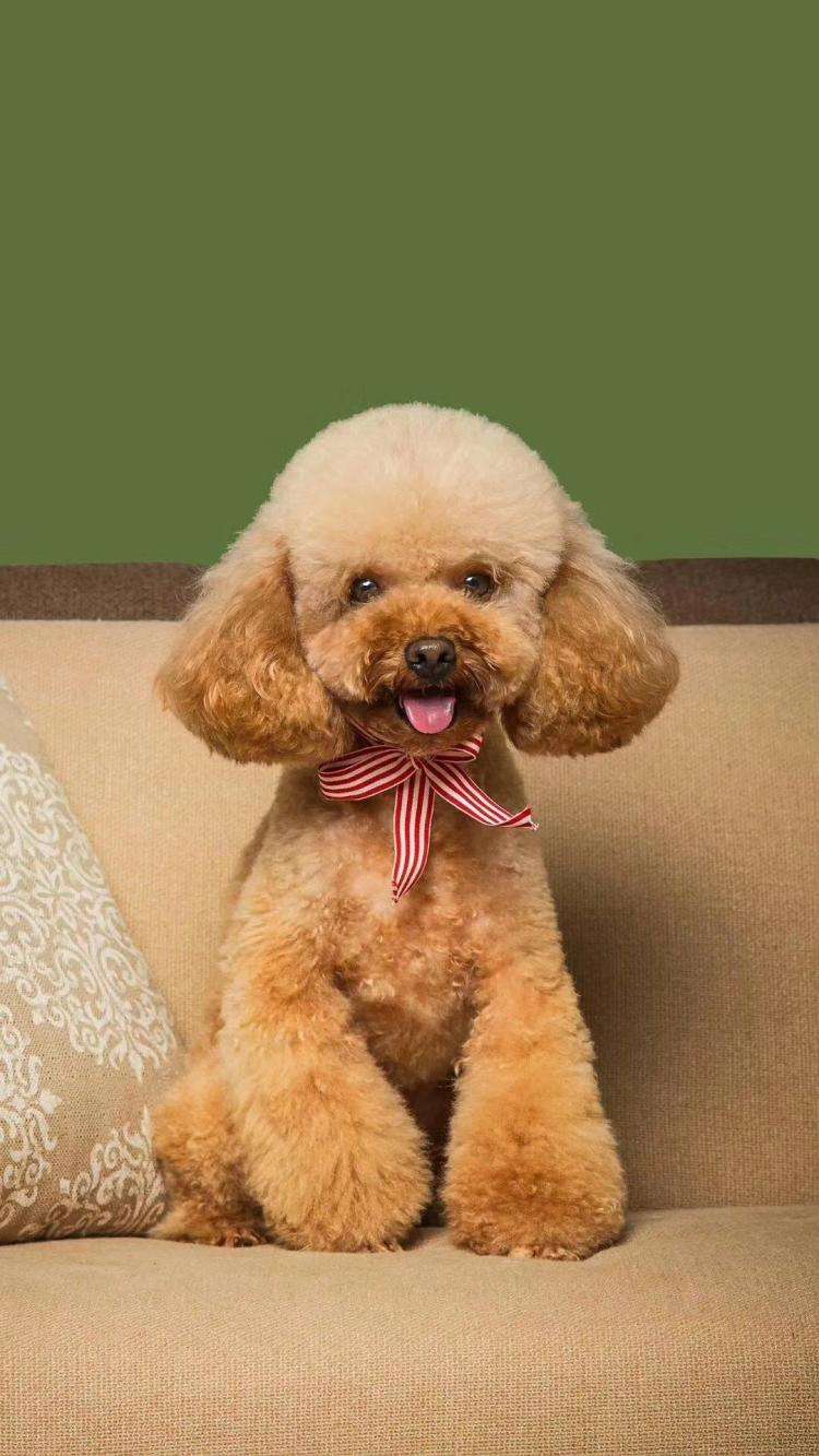 这些狗狗为什么饲养的人最多？看看它们的特点就知道了