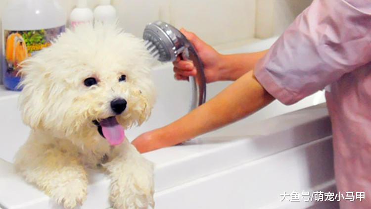 如果主人没有了狗狗，你的生活将是怎样？