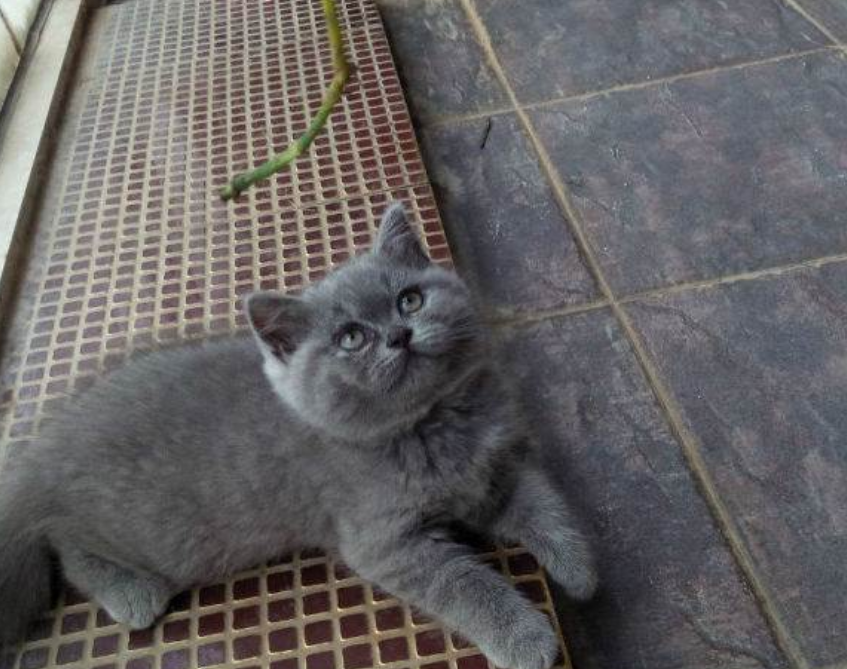 小猫爬上他人肩膀不肯下来，善良的好心人，决定将猫咪带回家