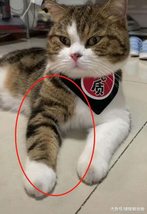 “花臂大佬”猫咪爆红，傲娇任性暴脾气，网友：一看就惹不起