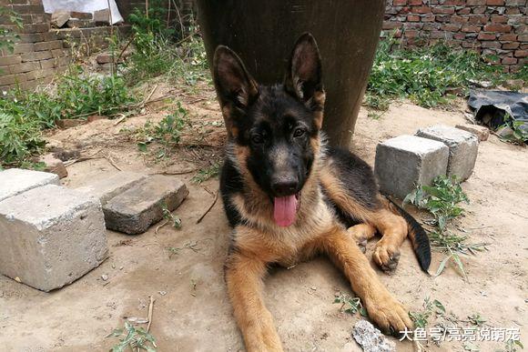 网友让德牧在家看门，它就在院子里哪都不去，狗：服从命令