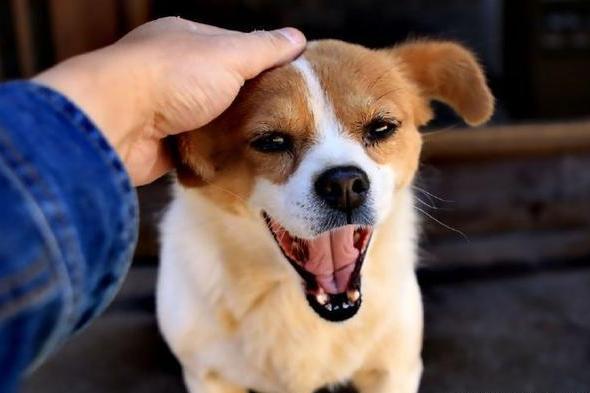 在養狗的各個方面，你真的做好準備了么